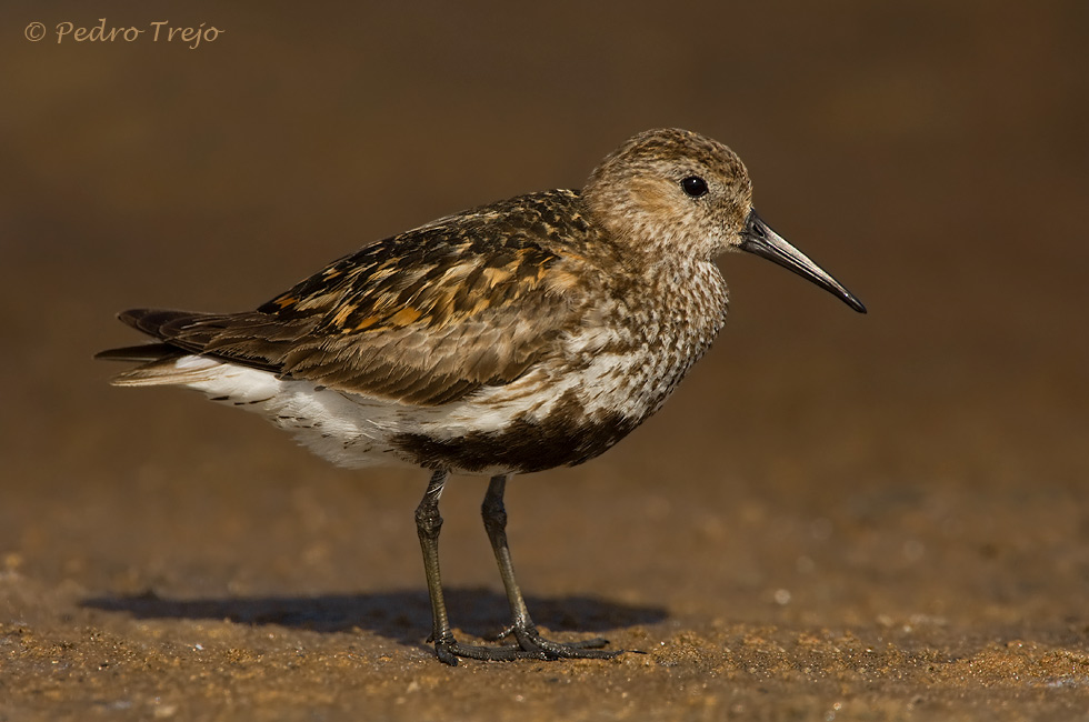 Correlimos común (Calidris alpina)